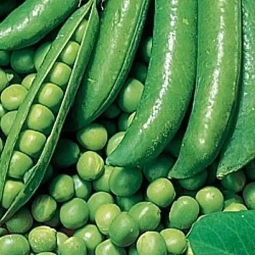 Семена Горох Динга Agroni