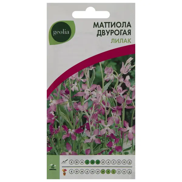 Маттиола двурогая Geolia Лилак